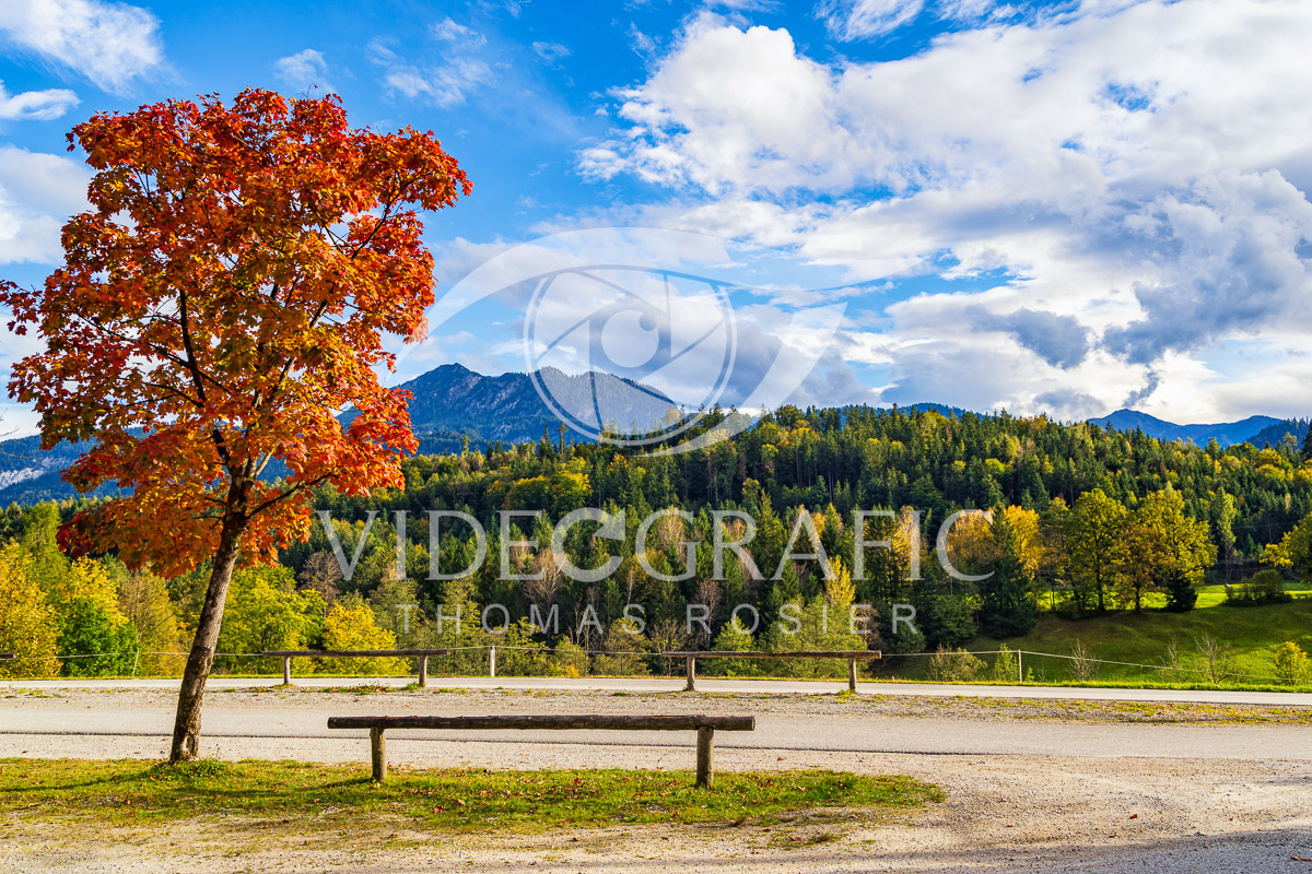 Golden-Autumn-111.jpg