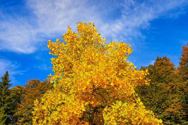 Golden-Autumn-040.jpg