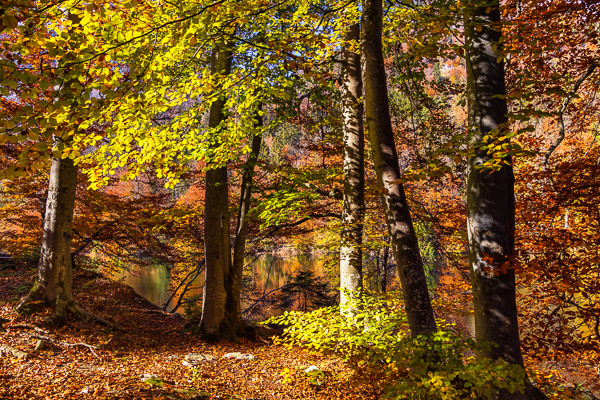 Golden-Autumn-094.jpg